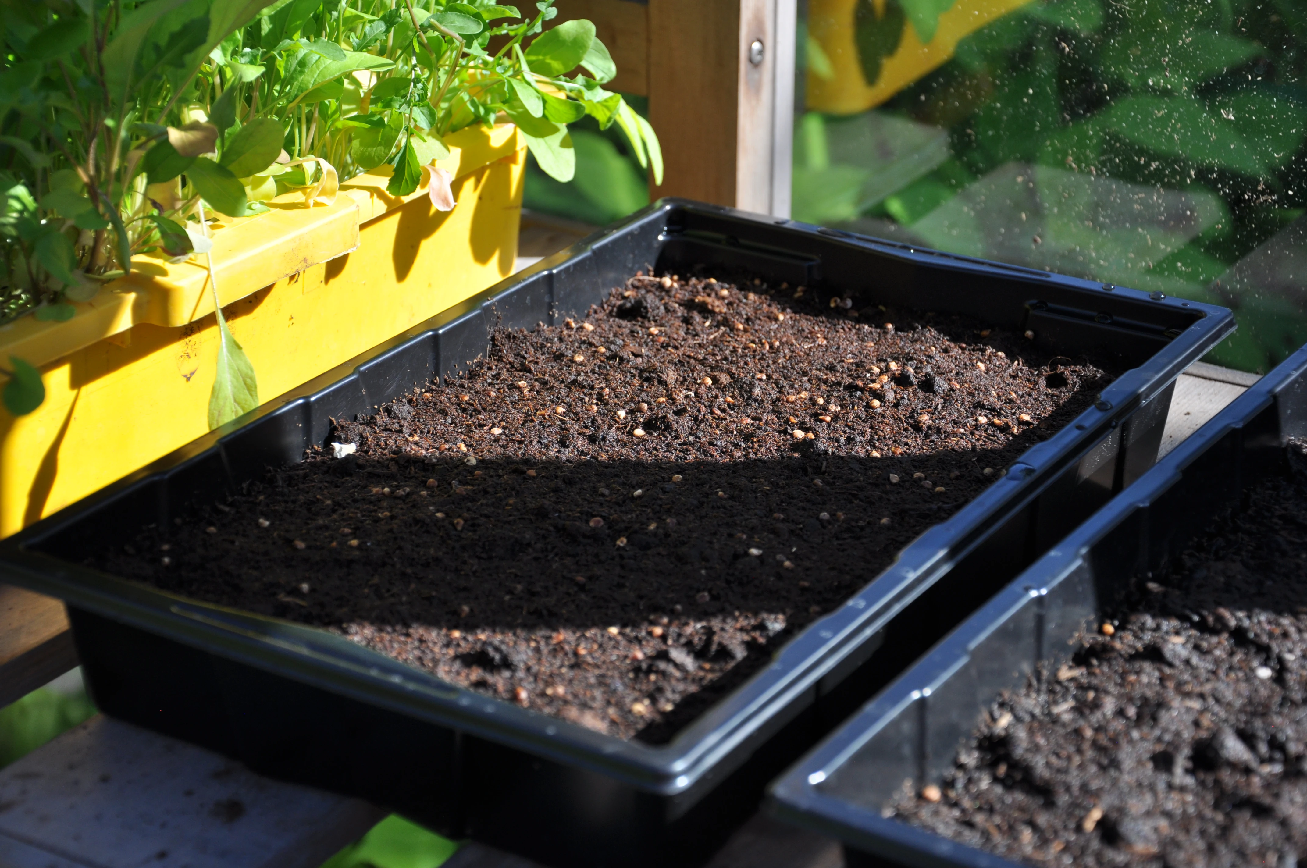 Royal Well Seed Tray 37.5 x 23 x 6 cm - Afbeelding 3